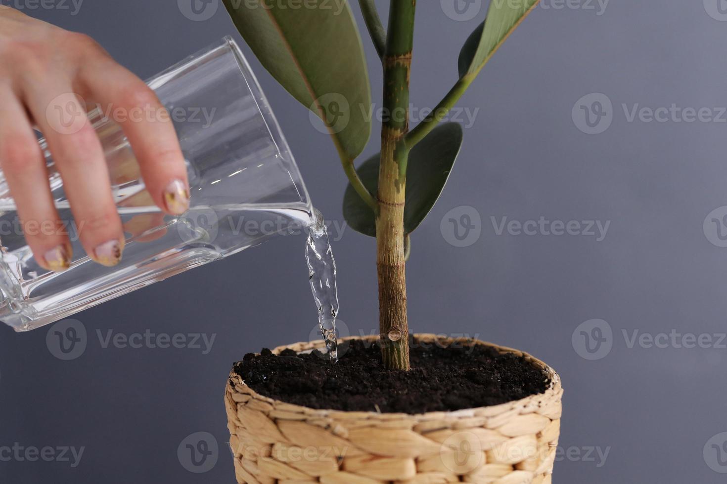 Mujer regando ficus benjamina en interiores sobre fondo gris, primer plano. planta casera. enfoque selectivo. foto