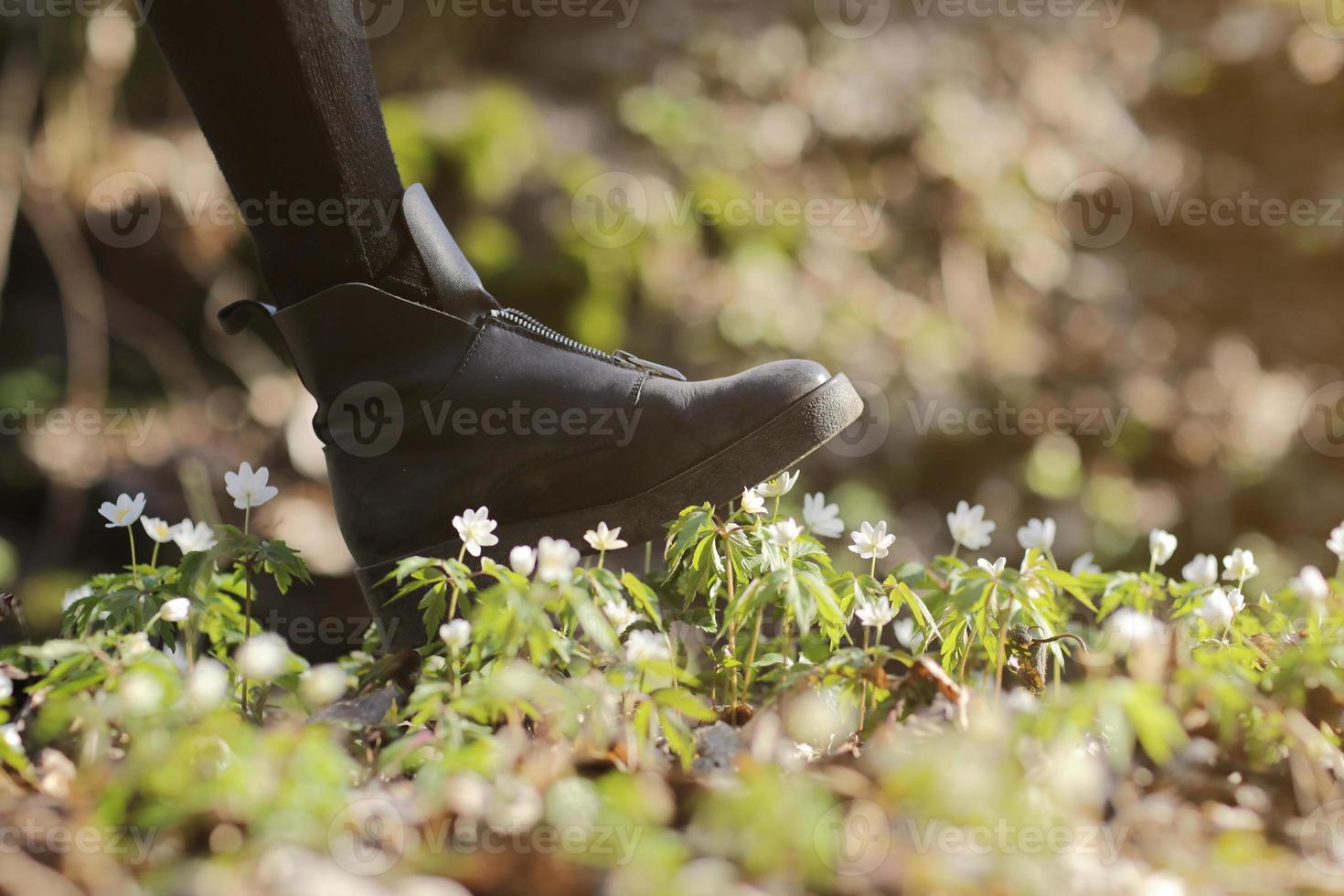 A woman's boot trample on a young anemone flower. Concept of trampled hopes, vandalism and protest, deprivation of virgin beauty and innocence, disrespect and broken dreams, violence against nature. photo