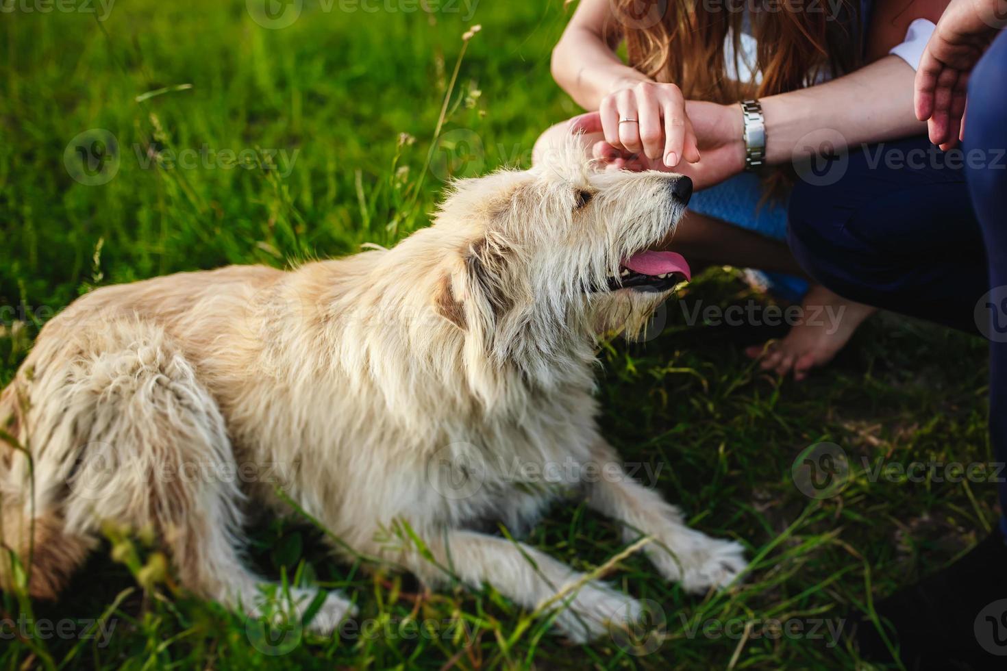 perro feliz está descansando con los dueños en la naturaleza. divirtiéndose con su perro en el parque. foto