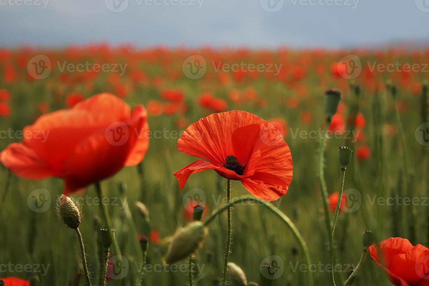 Spectacular vivid bloom close up of Poppies in a Poppy field. Hello spring, spring landscape, rural background, copy space. Flower poppy flowering on background poppies flowers. Nature. photo