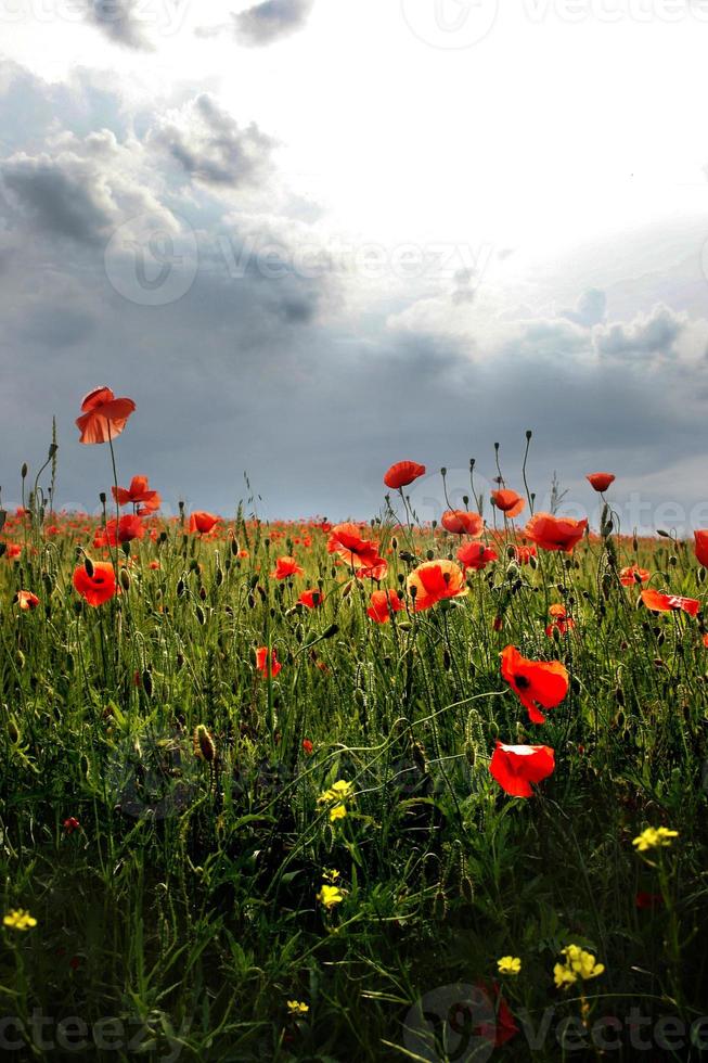 Spectacular vivid bloom close up of Poppies in a Poppy field. Hello spring, spring landscape, rural background, copy space. Flower poppy flowering on background poppies flowers. Nature. photo