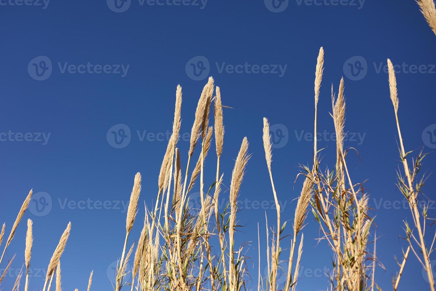 Dry grass on blue sky background. Copy space. Selective focus. photo