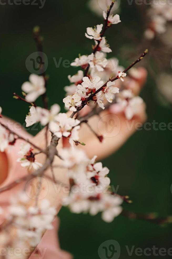 Spring cherry blossoms, sakura pink flowers photo