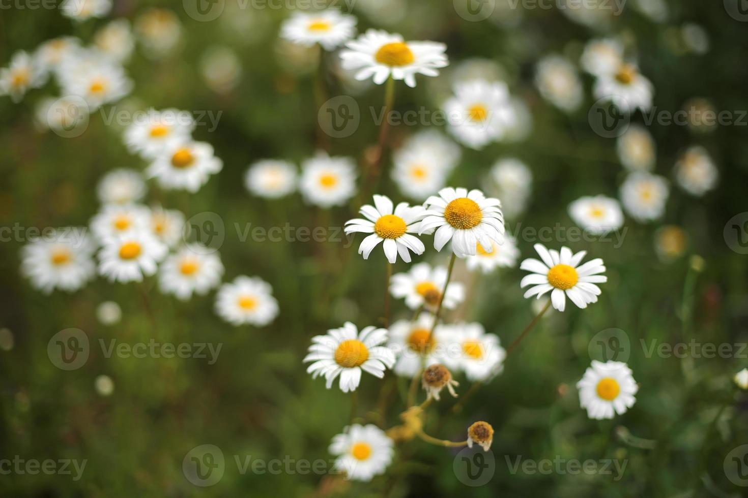 Summer camomiles in a meadow. White beautiful chamomiles on a green background photo