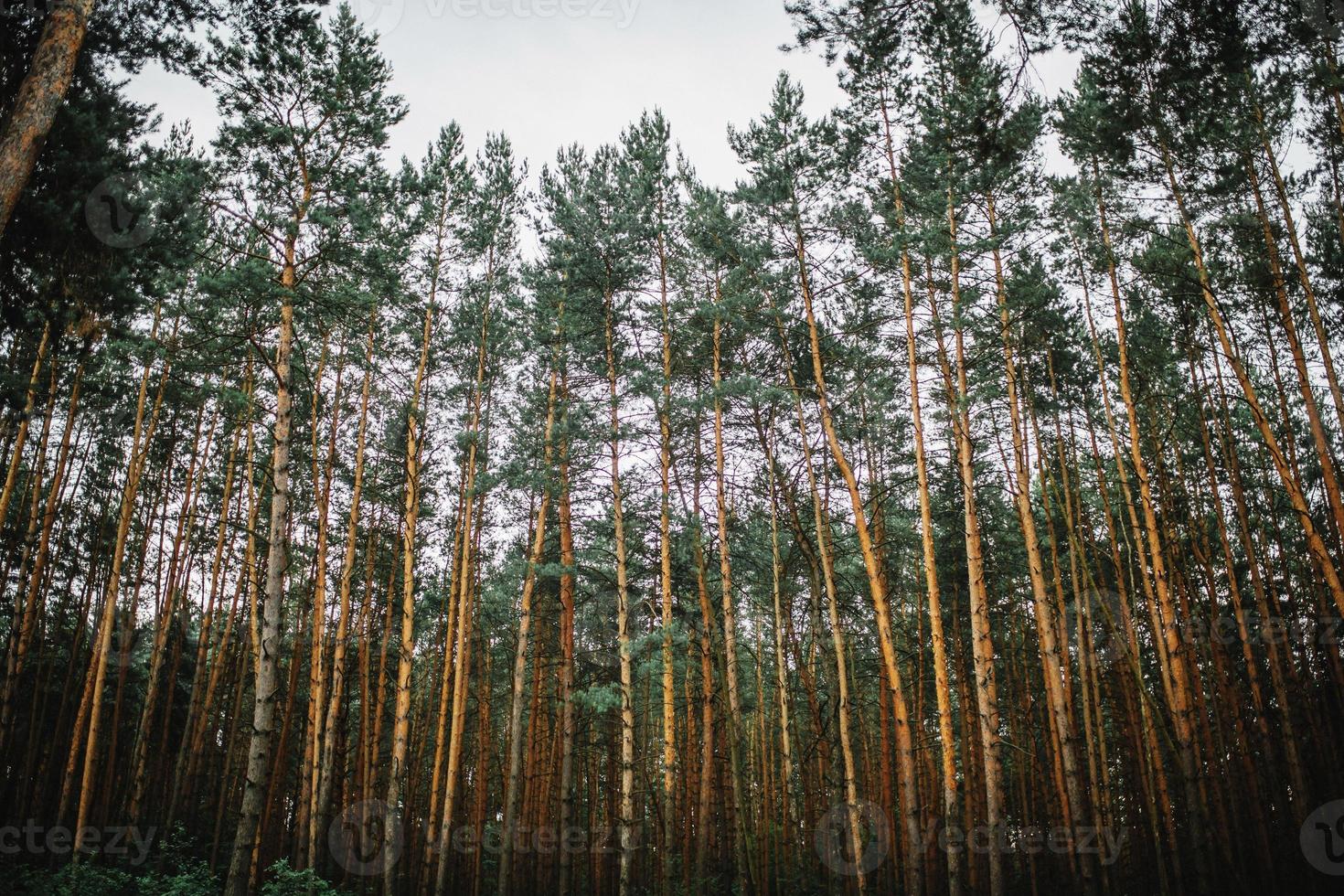 Background of the forest. A fascinating pine forest. photo