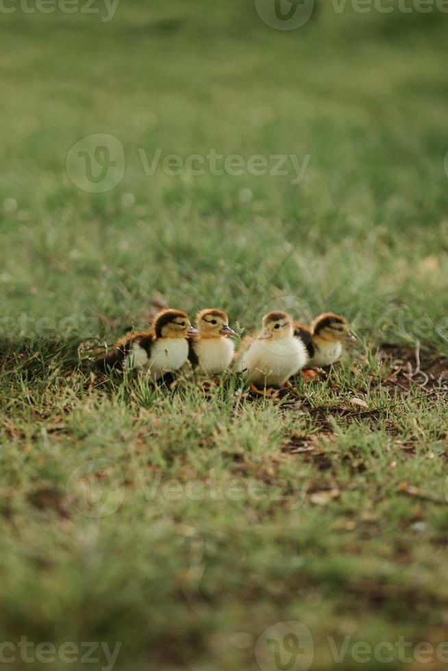 Four small ducks on the grass. Young duck baby mallard chick family, four newborn animals group outdoors background photo