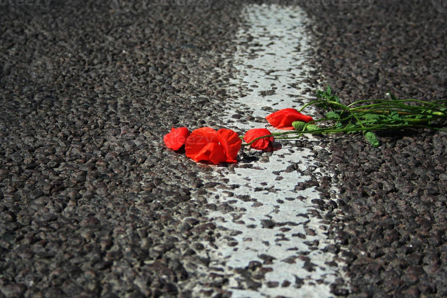 amapola roja tirada en el camino. la flor de la amapola roja tirada en la carretera asfaltada de cerca. enfoque selectivo foto