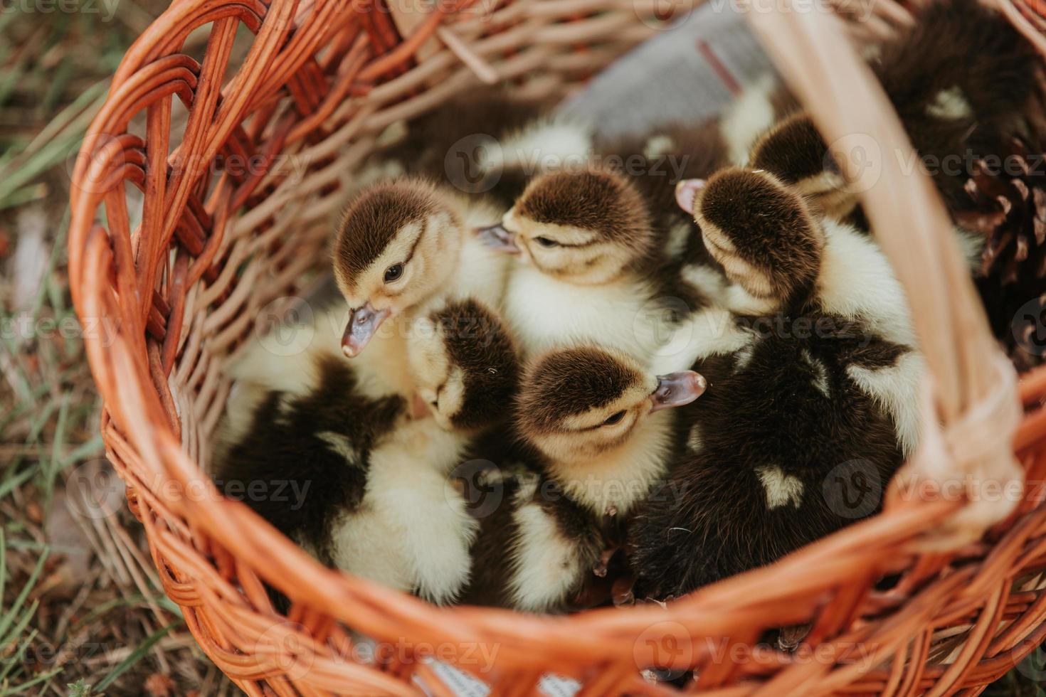 grupo de patitos en una canasta con paja, patos recién nacidos con plumas negras y amarillas listos para la venta. pato pequeño en la canasta foto