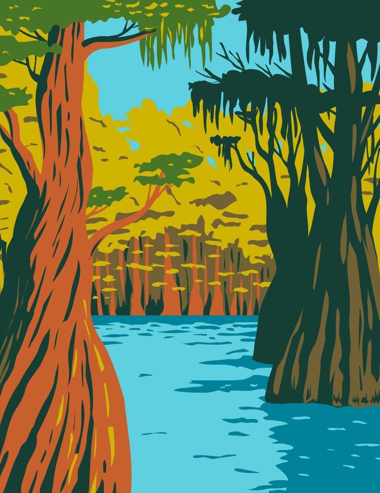 Bald Cypress Growing in the Swamp of Owl Creek in Apalachicola National Forest vector