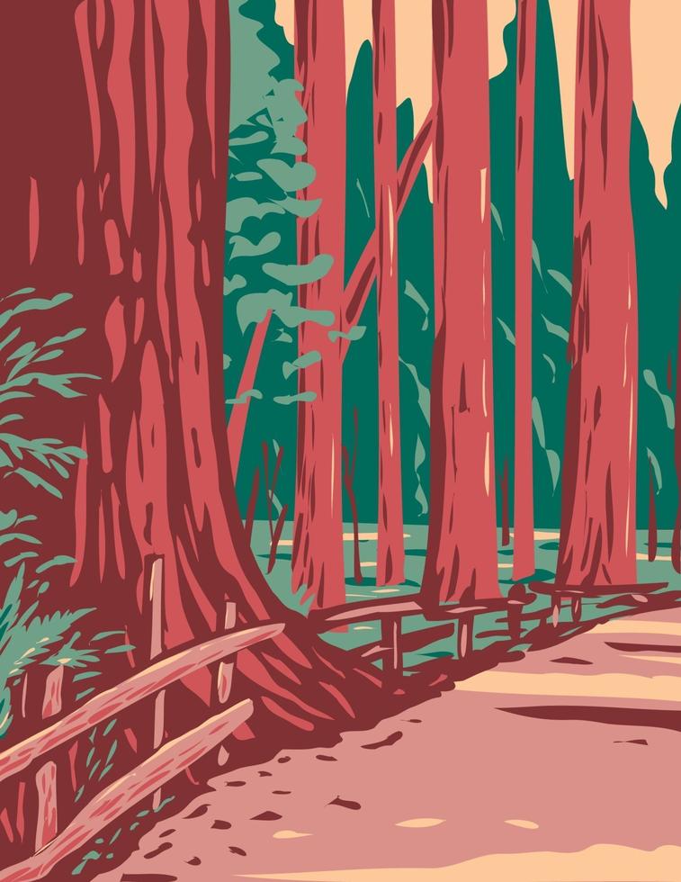 Redwoods in the Avenue of the Giants Surrounded by the Humboldt Redwoods vector