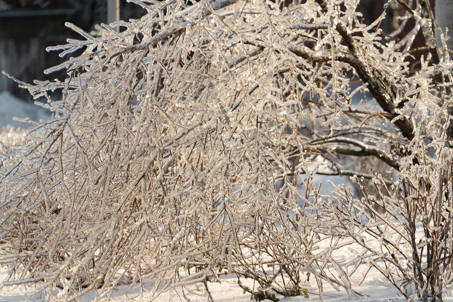 Tree limbs and branches covered in icicles photo