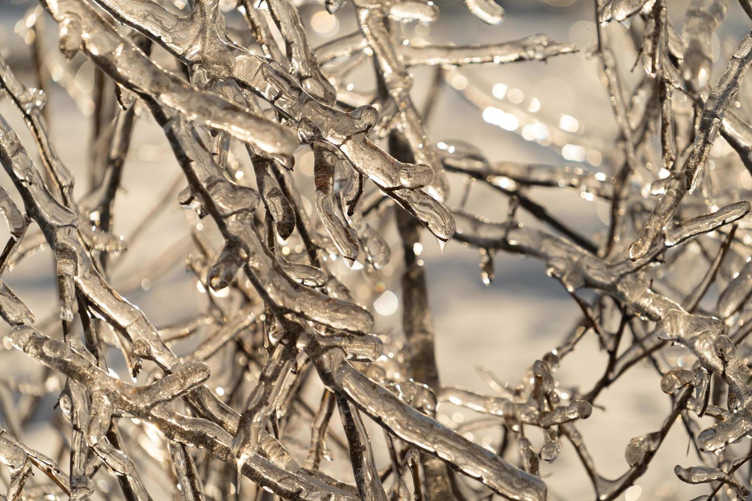 Tree limbs and branches covered in icicles photo