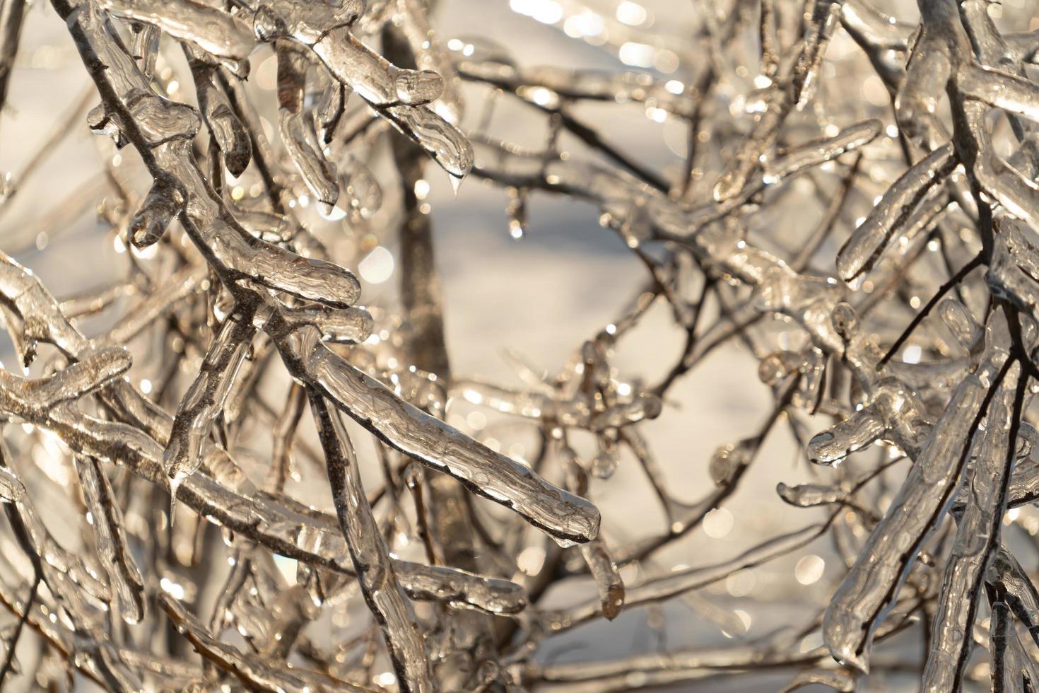 Tree limbs and branches covered in icicles photo