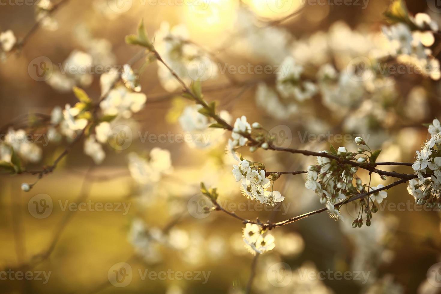 Spring cherry blossoms, white flowers. Spring season photo