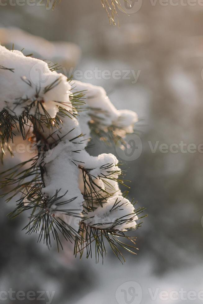 ramas de pino de invierno cubiertas de nieve. rama de un árbol congelado en el bosque de invierno. árbol de abeto de hoja perenne de Navidad con nieve fresca. foto