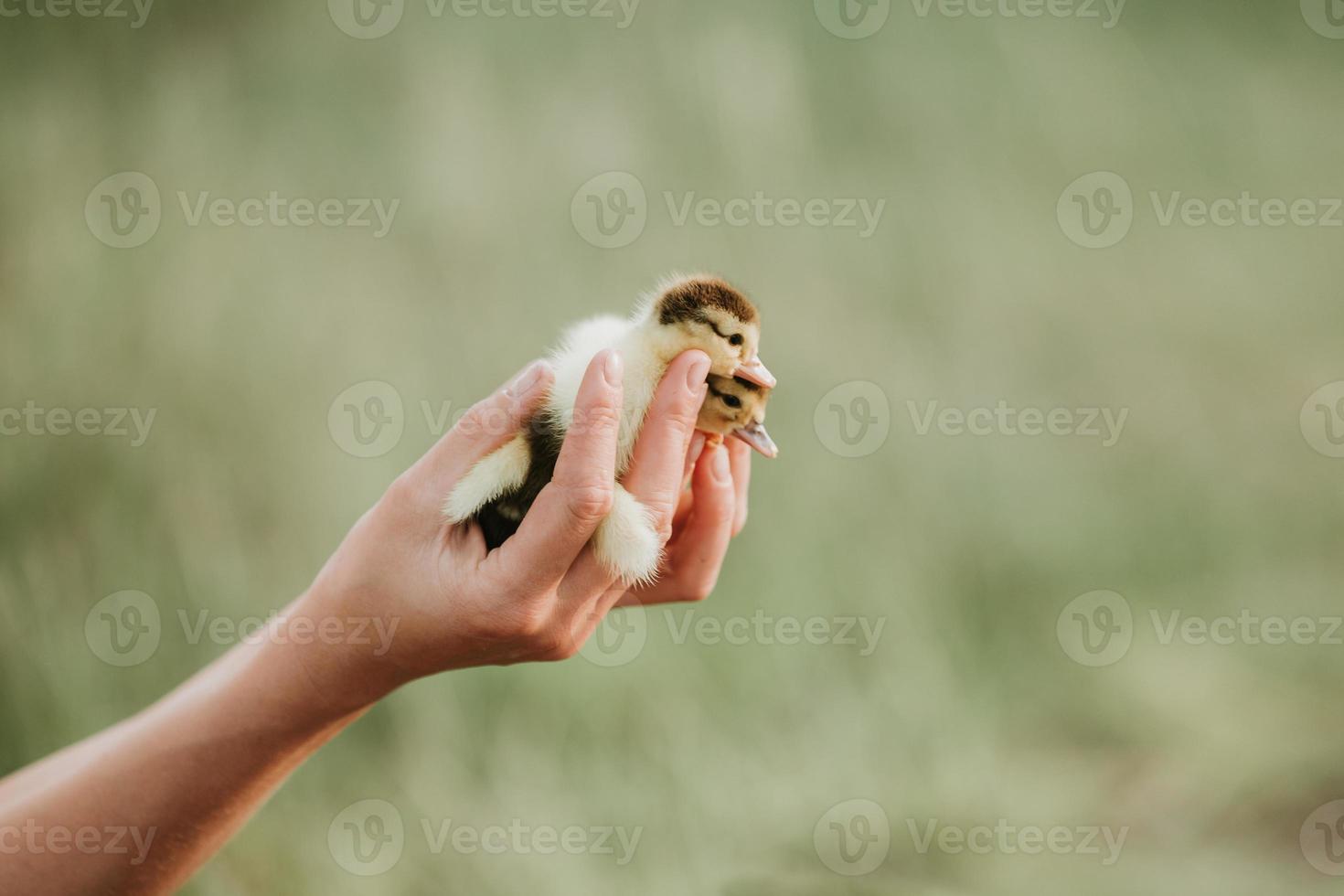 patitos amarillos en manos de una mujer foto