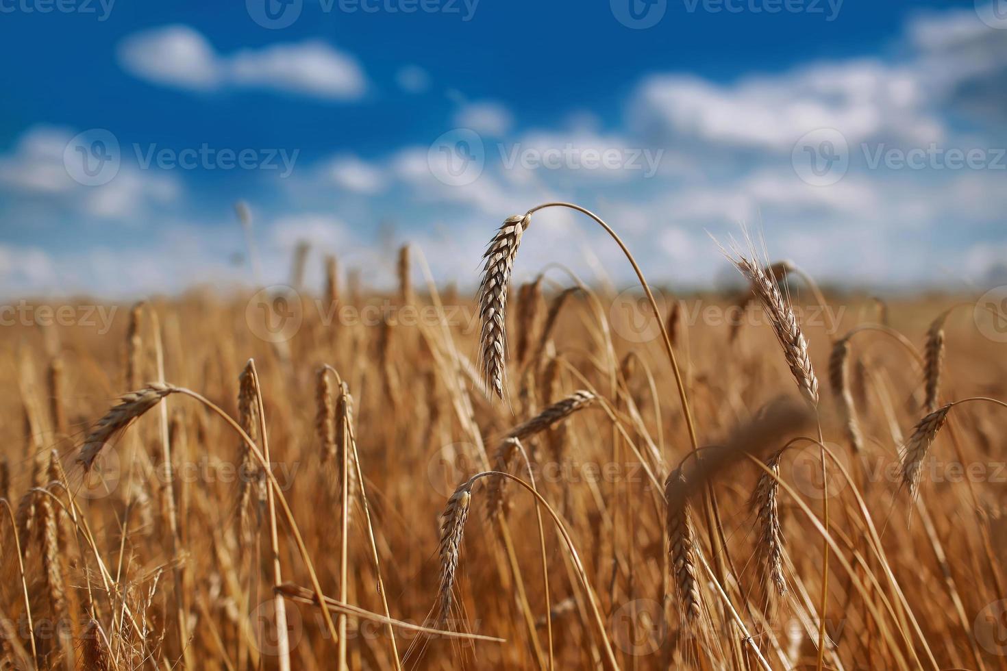 Backdrop of ripening ears of a yellow wheat field on the sunset cloudy orange sky background. Copy space of the setting sun rays on the horizon in the rural meadow. Close up nature photo idea of a rich harvest