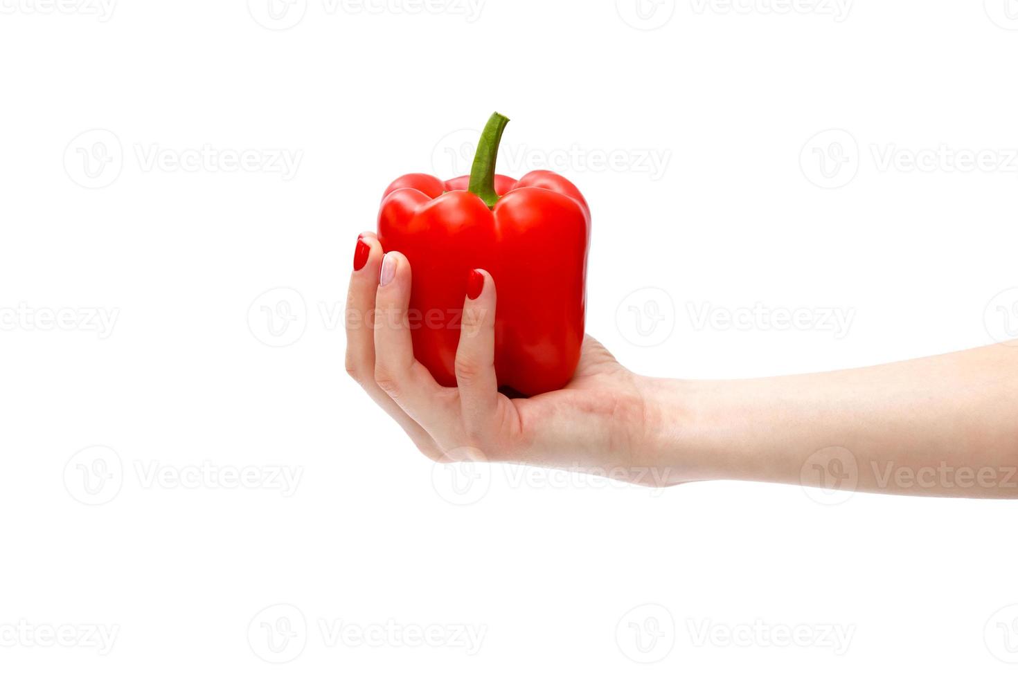 mano sosteniendo un pimiento rojo aislado sobre fondo blanco. pimiento rojo fresco foto