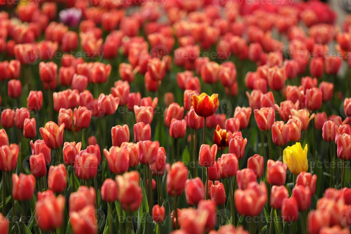 campos en los que florecen tulipanes rosas. campo de tulipanes. campo con tulipanes rosas. ramo de flores, fondo rosa foto