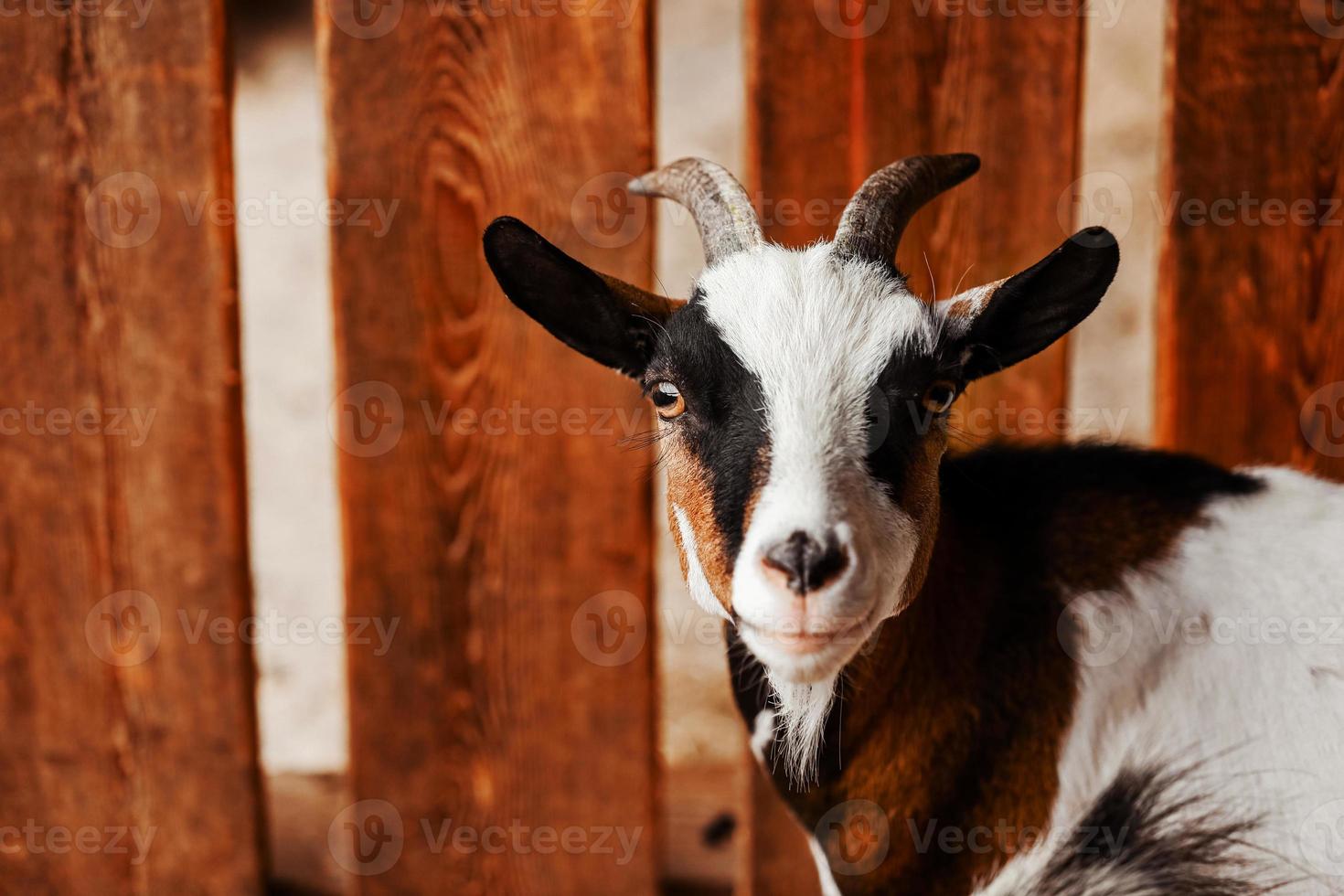 cabra. retrato de una cabra en una granja en el pueblo. hermosa cabra posando. foto