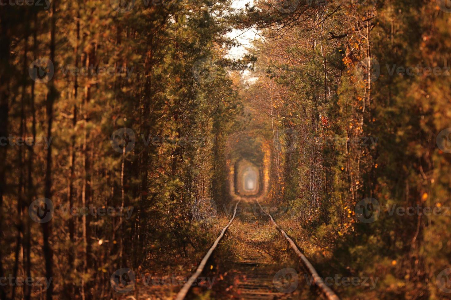 Tunnel of Love. Tunnel of Love in Ukraine. A railway in the autumn forest tunnel of love. Old mysterious forest. photo