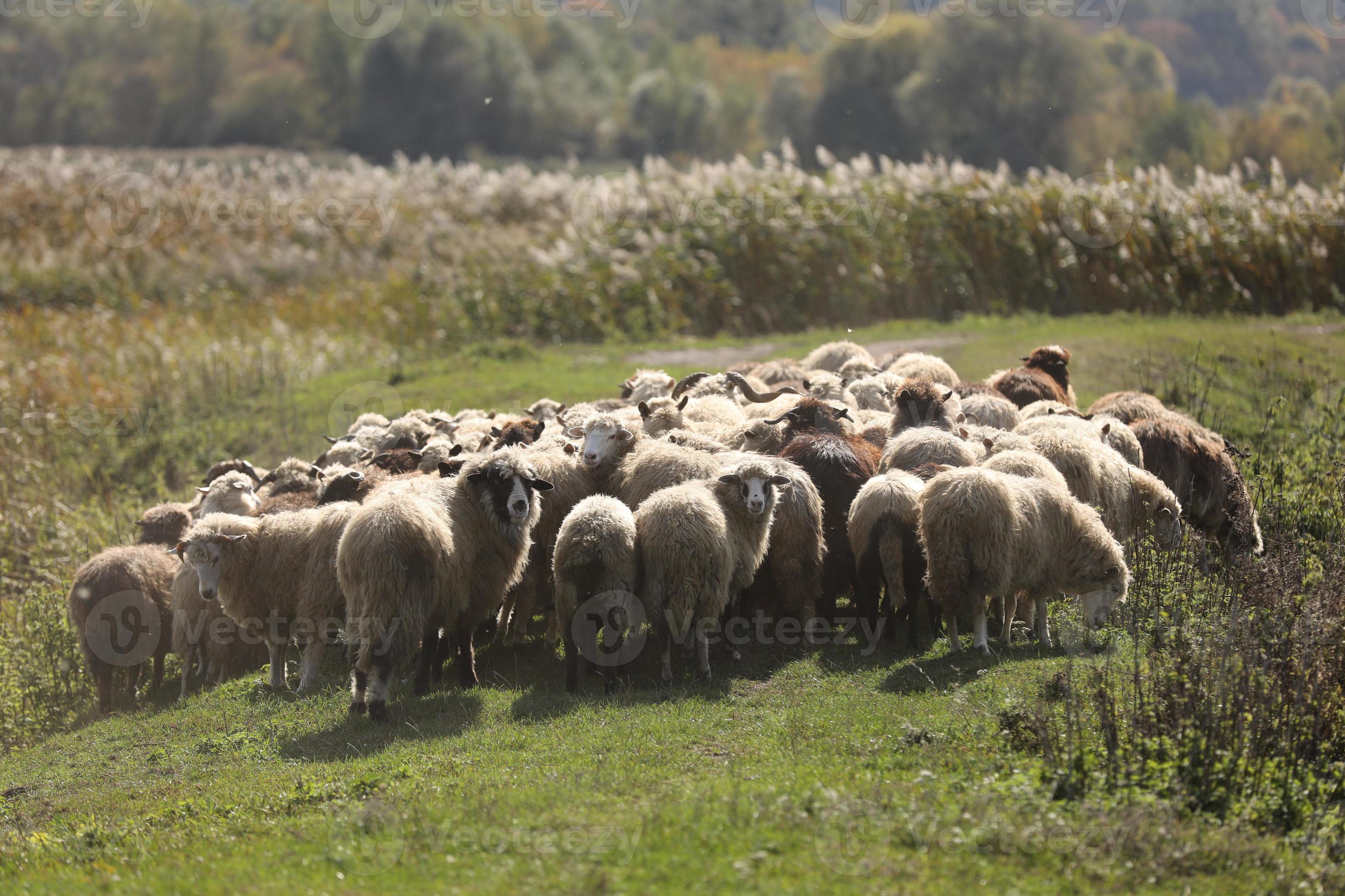 A herd of rams grazes outside the grass in focus 2255713 Stock Photo at Vecteezy