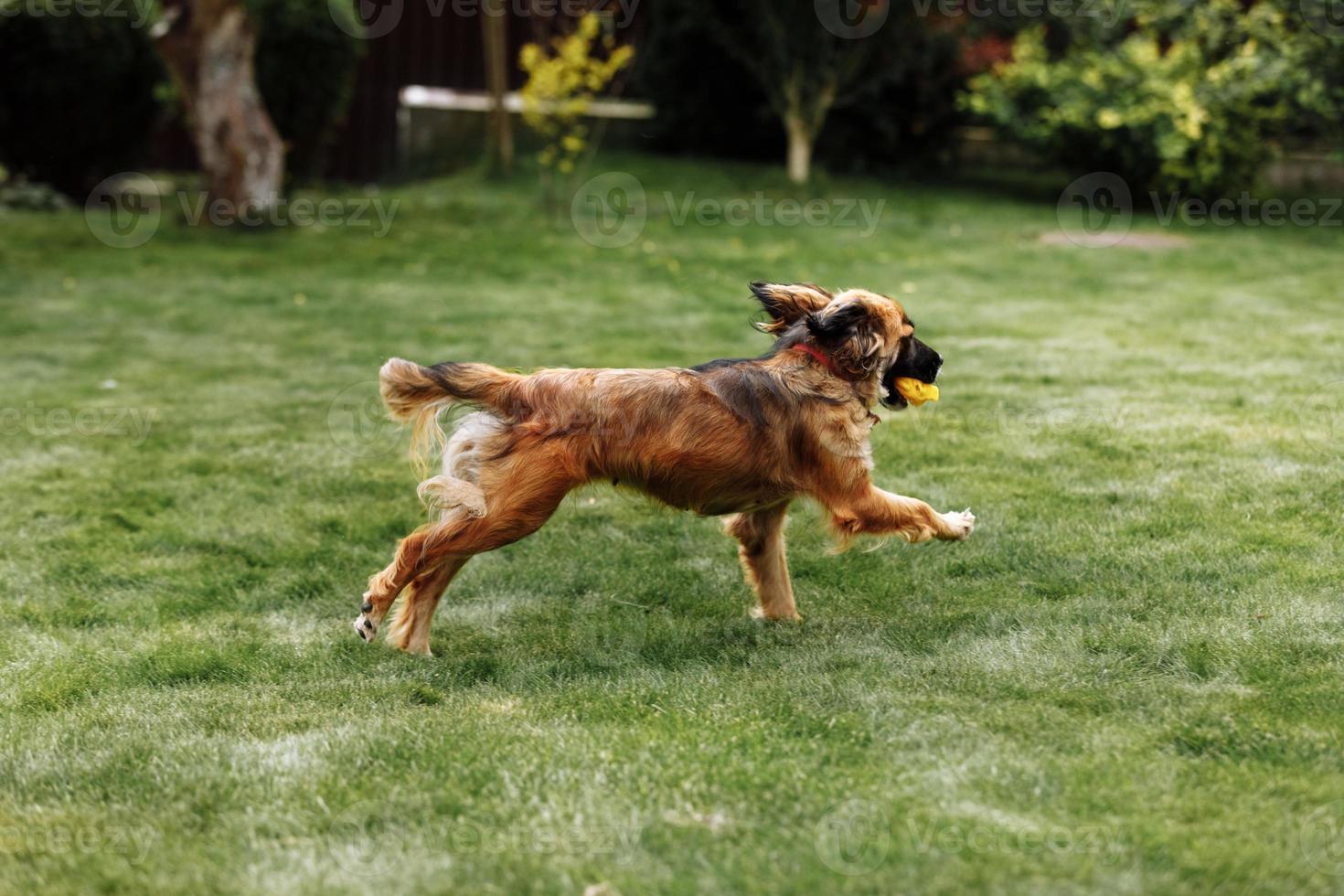Playful and sportive young dog running at summer park field with toy in mouth. Long funny ears flap around the head of a cute and active doggy. photo