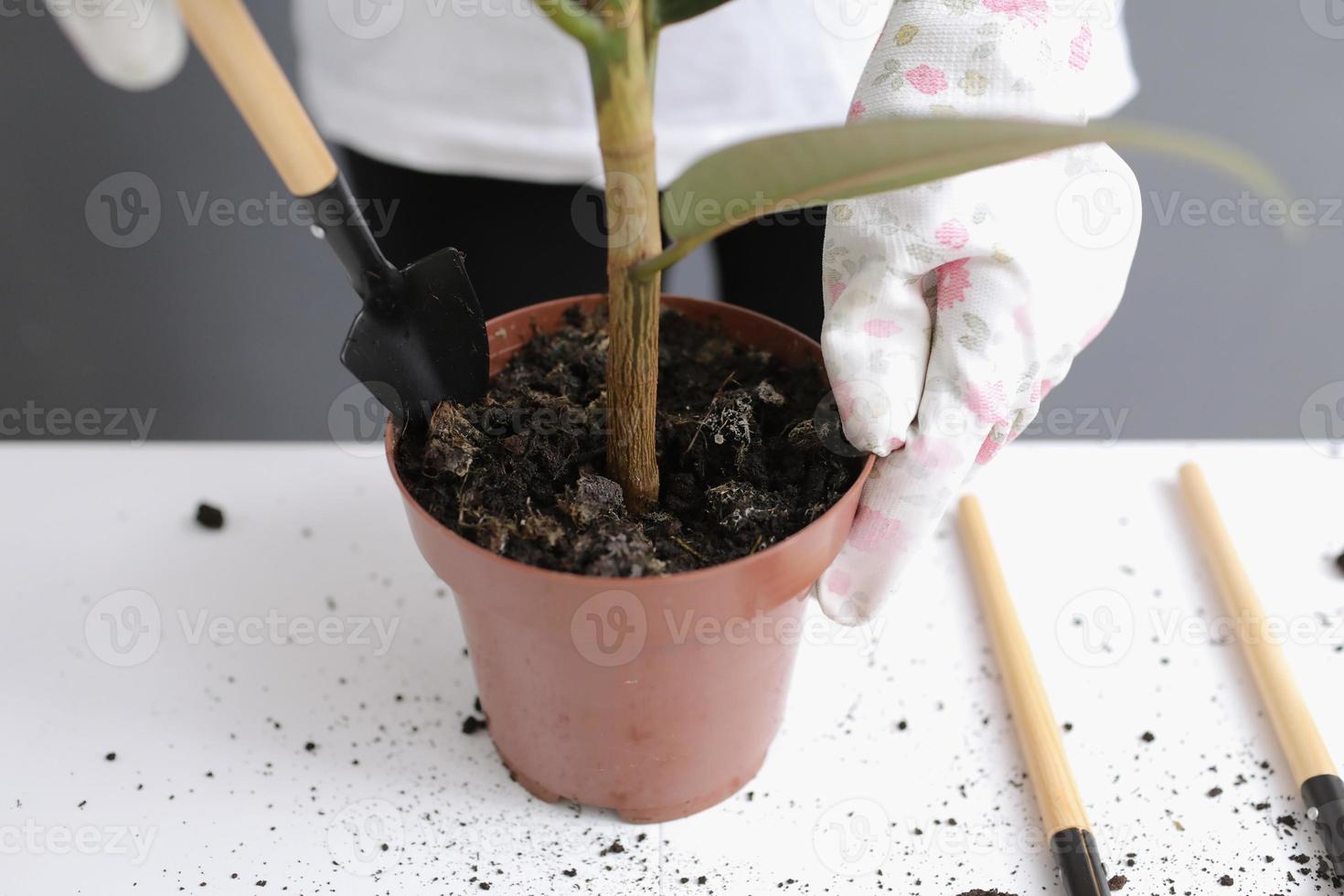 mujer replantando ficus flor en una nueva maceta de mimbre, el trasplante de plantas de interior en casa. mujer hermosa joven que cuida de las plantas de interior en macetas. estilo escandinavo. minimalismo. florista. Respetuoso del medio ambiente. foto