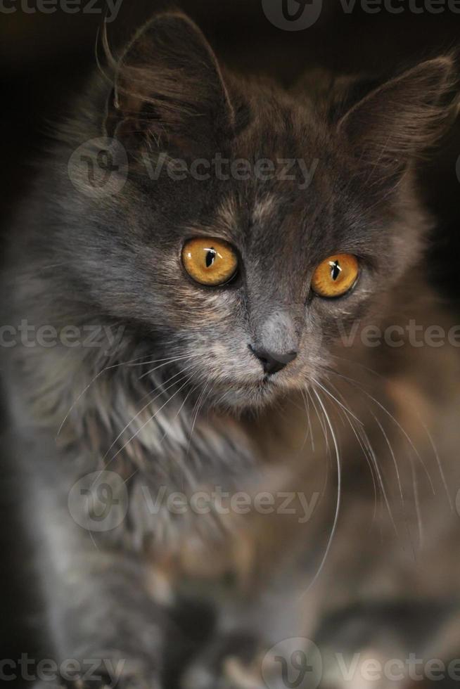 el lindo gato gris. concepto de gatos de moda. foto