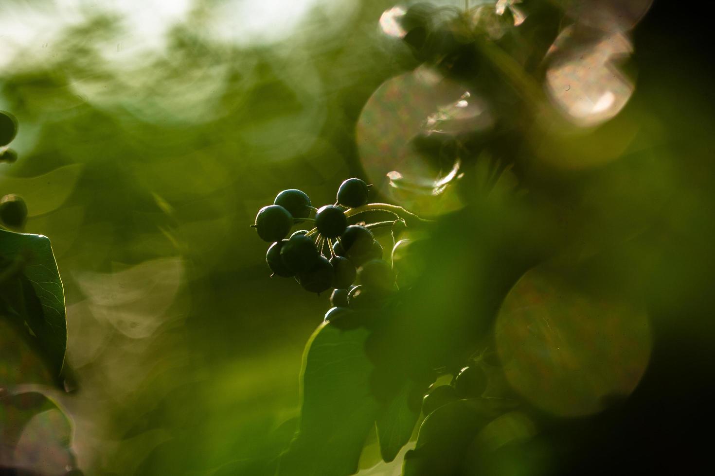 el despertar de la naturaleza en primavera. foto