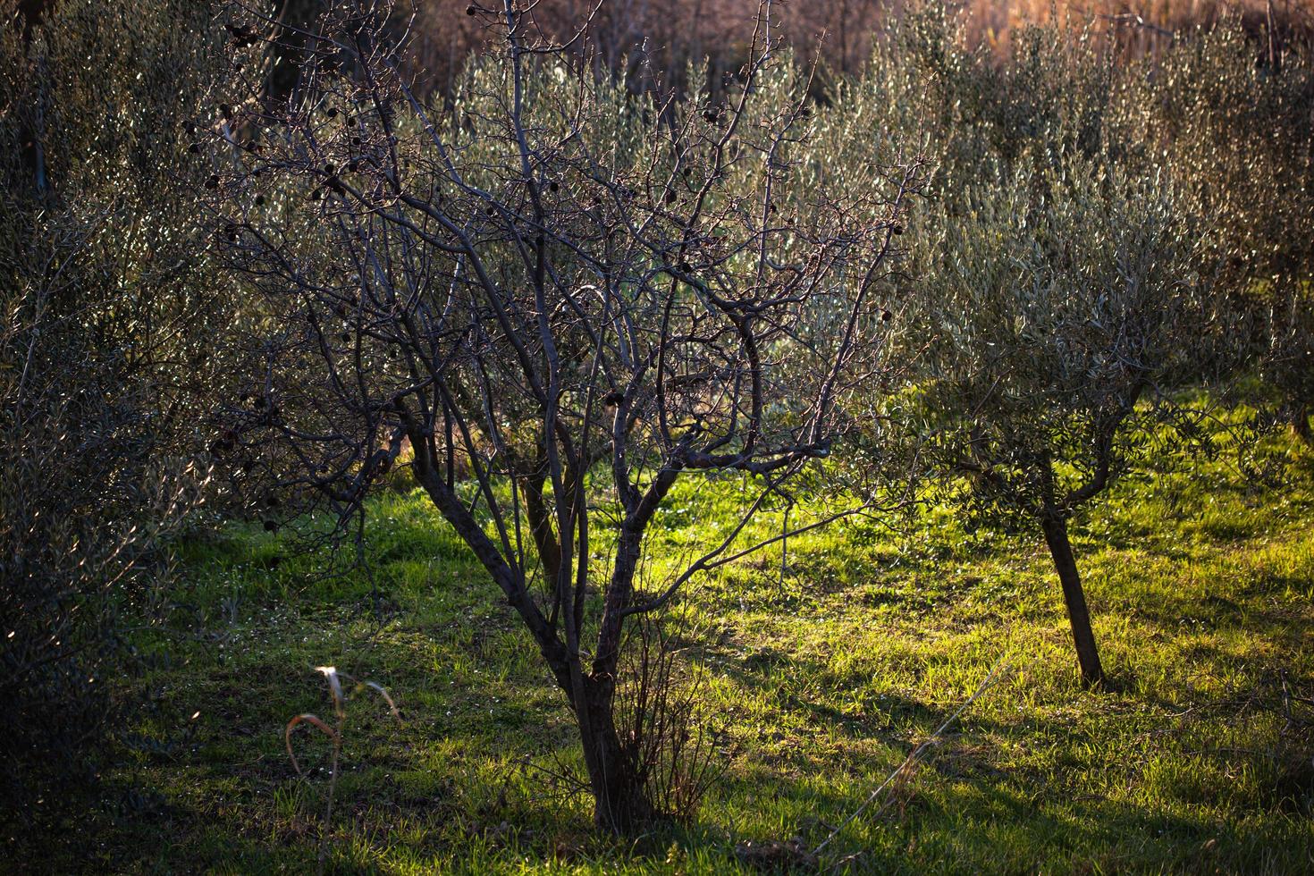 el despertar de la naturaleza en primavera. foto