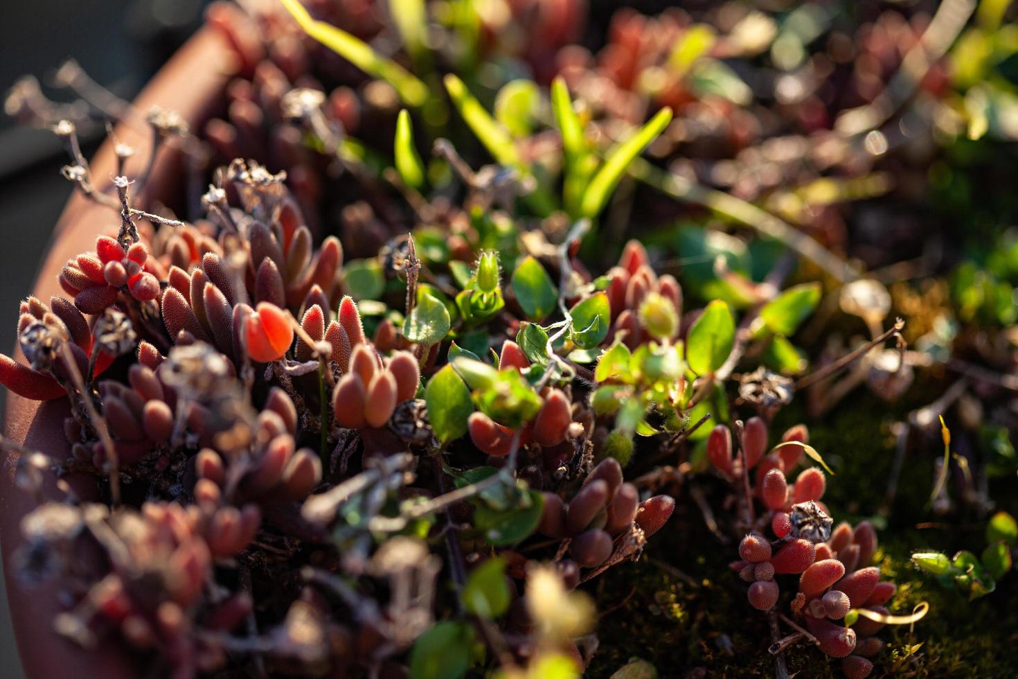 el despertar de la naturaleza en primavera. foto