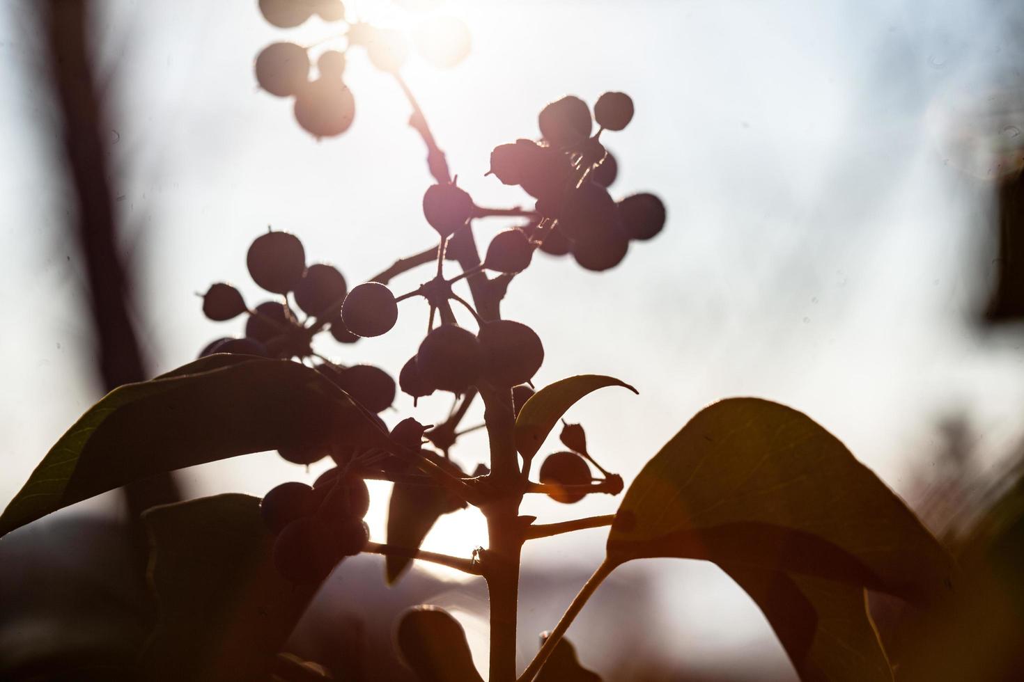 The awakening of nature in spring. photo