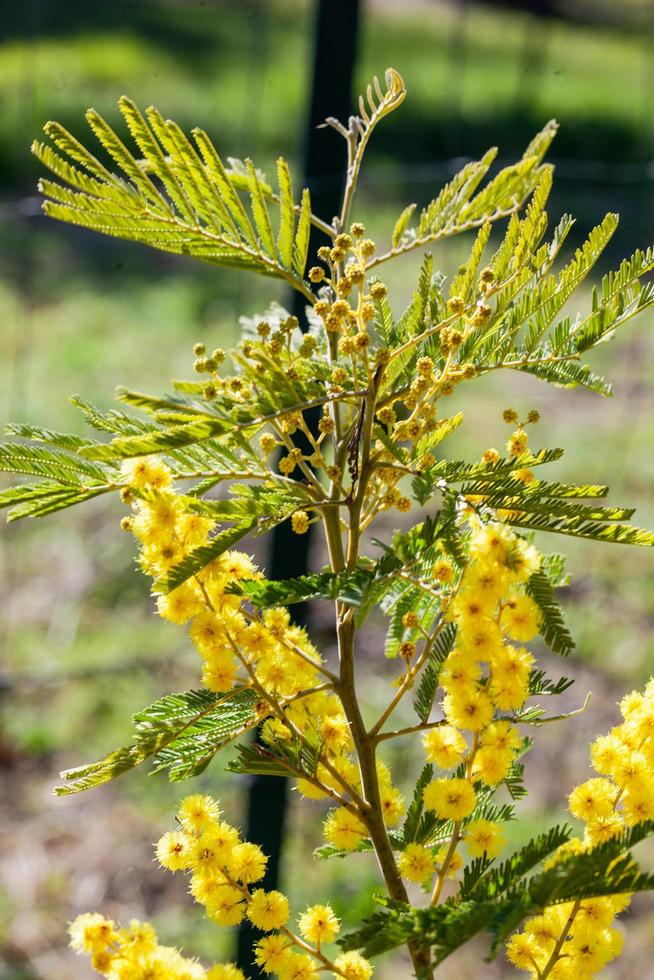 Mimosa tree in a field photo