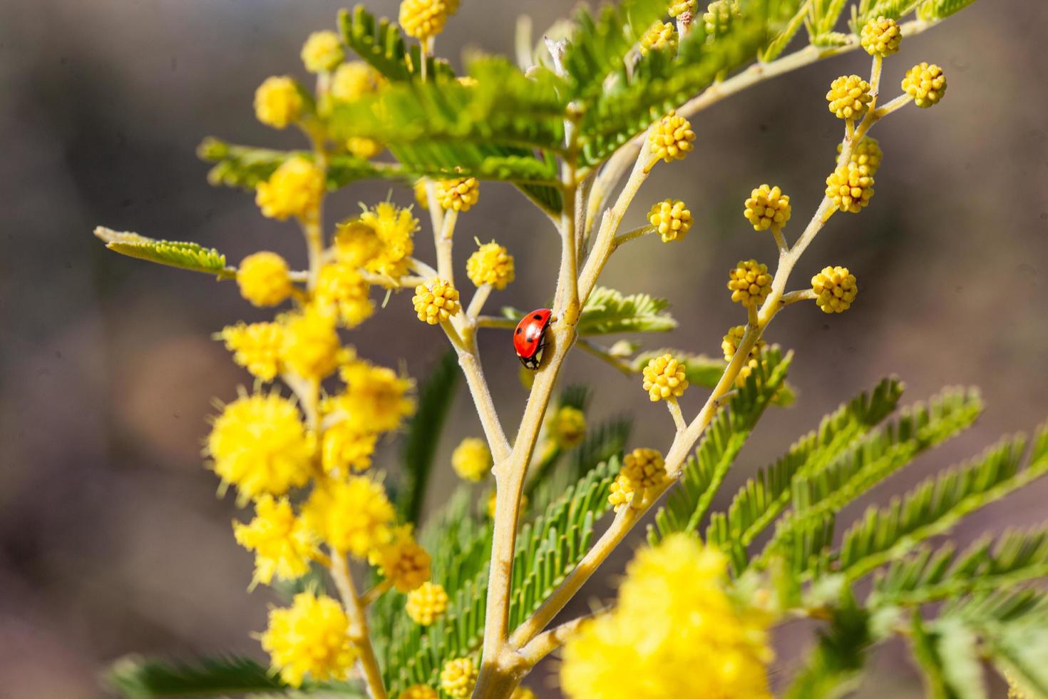 Mimosa tree in a field photo