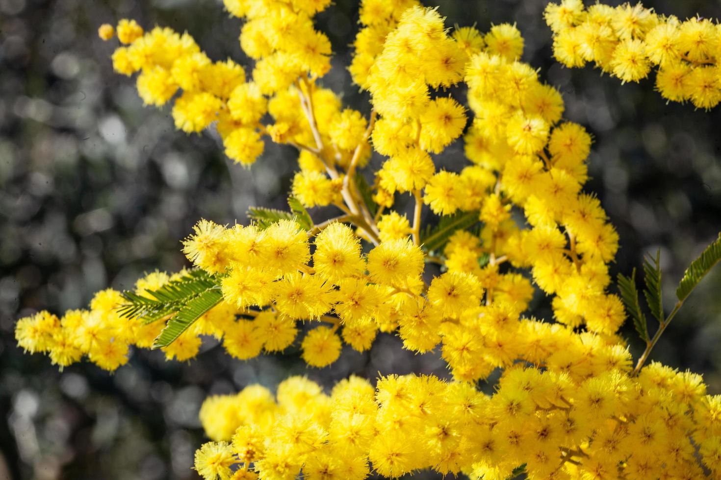 Mimosa tree in a field photo