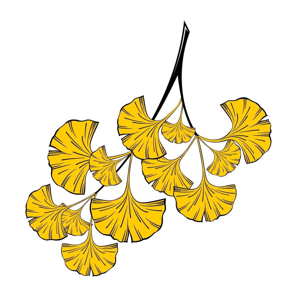 Isolated on a white background, a sprig of ginkgo biloba with yellow leaves vector