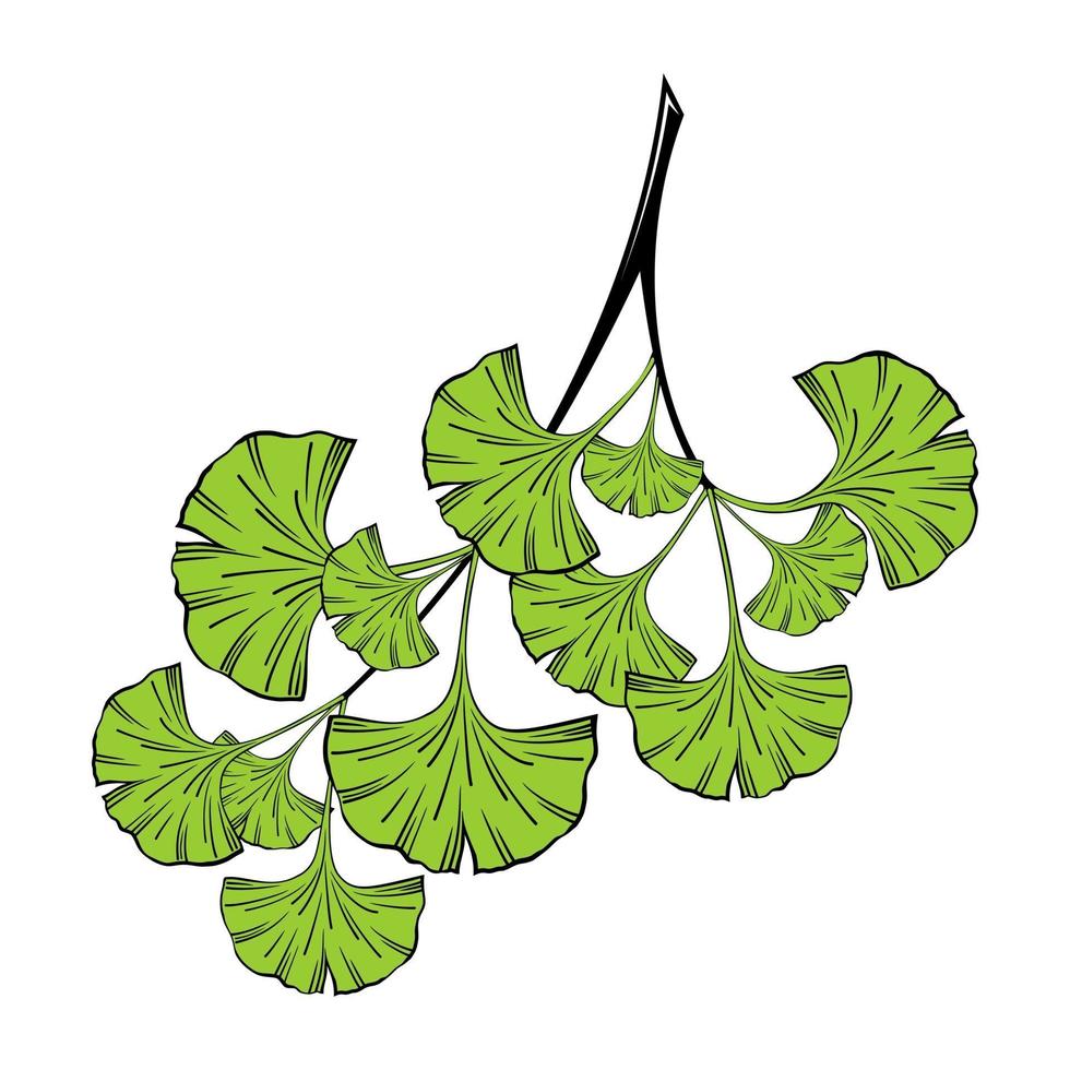 Isolated on a white background, a sprig of ginkgo biloba with green leaves vector