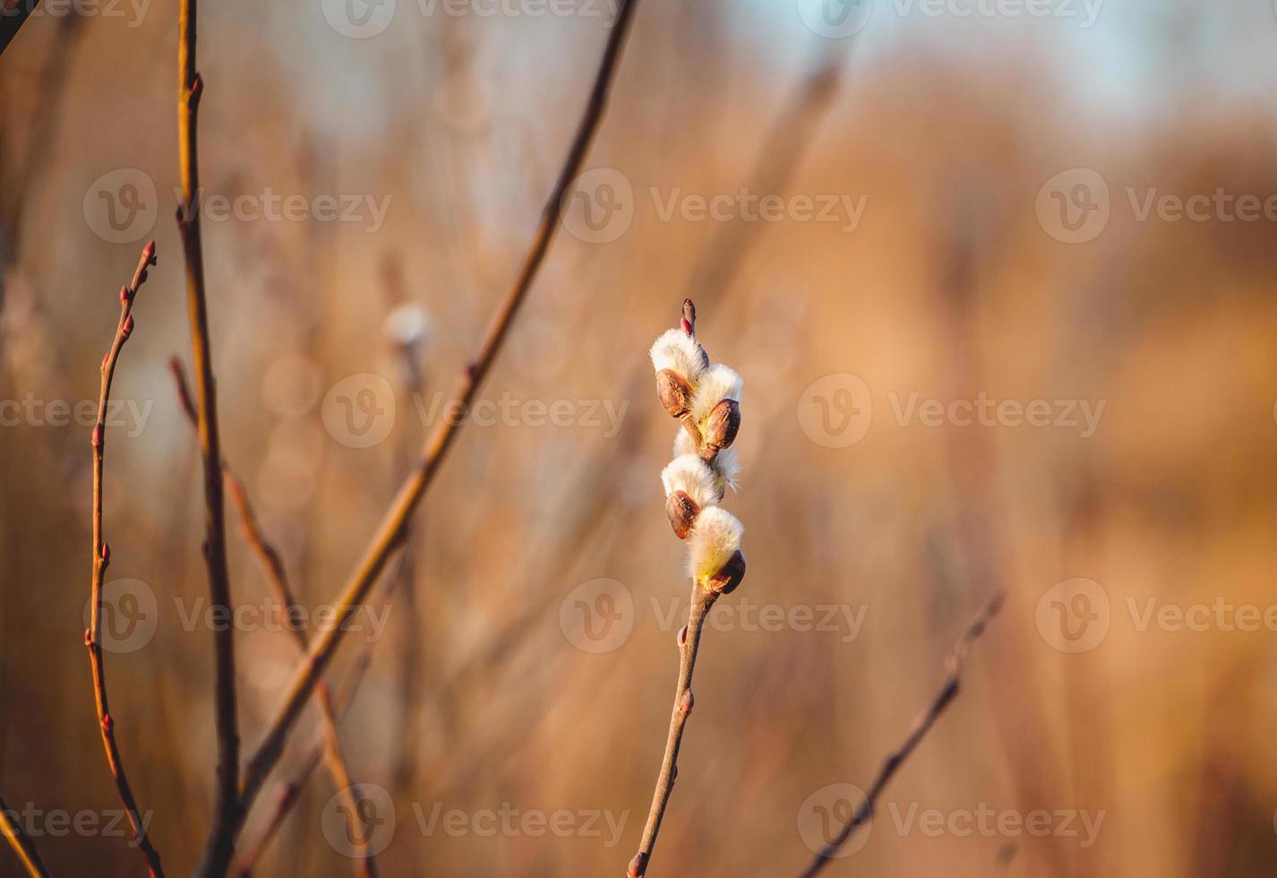 Willow fluffy buds photo