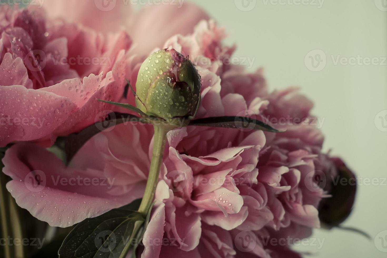 capullo de peonía rosa sin abrir foto