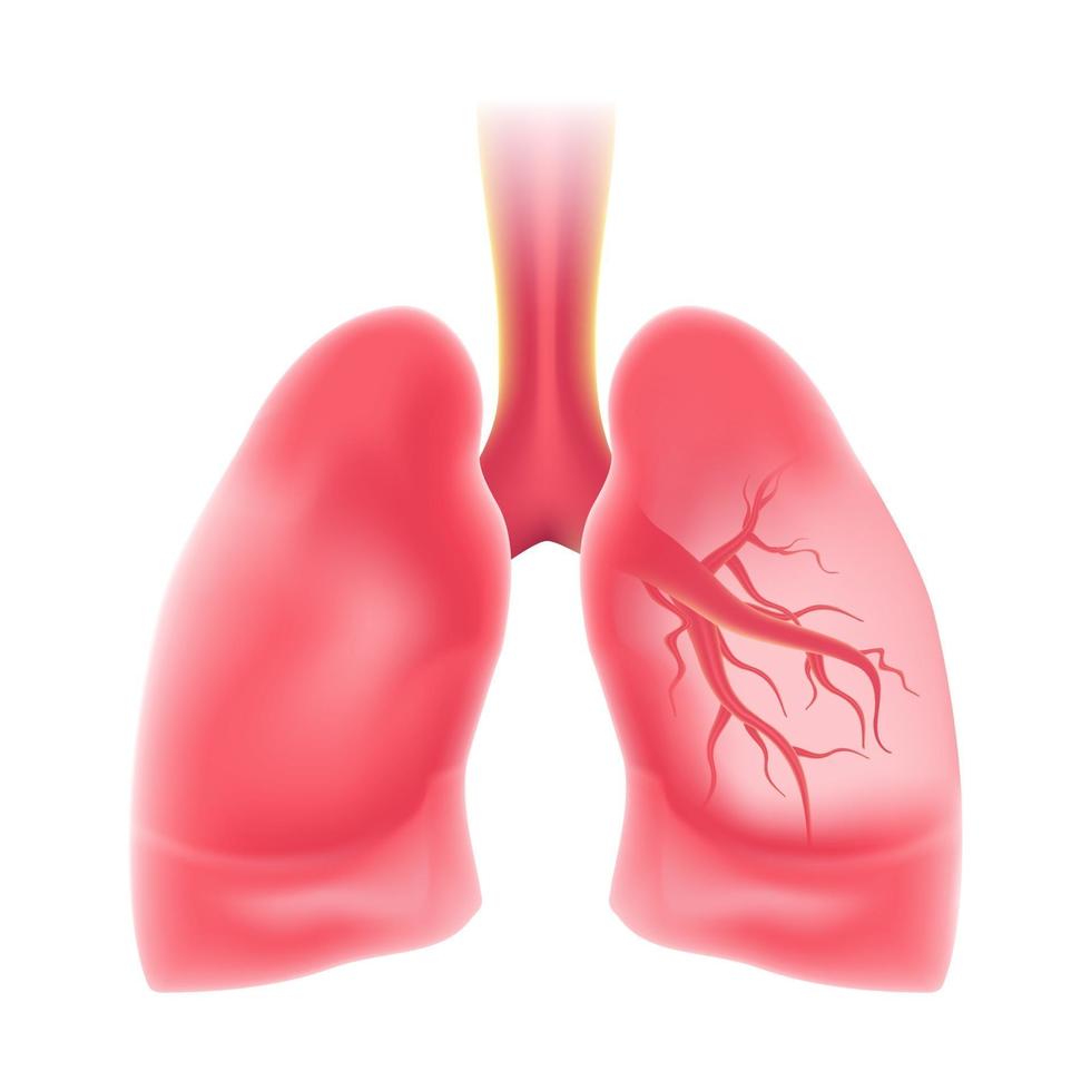 Realistic Lung vector. EPS10 vector illustration.