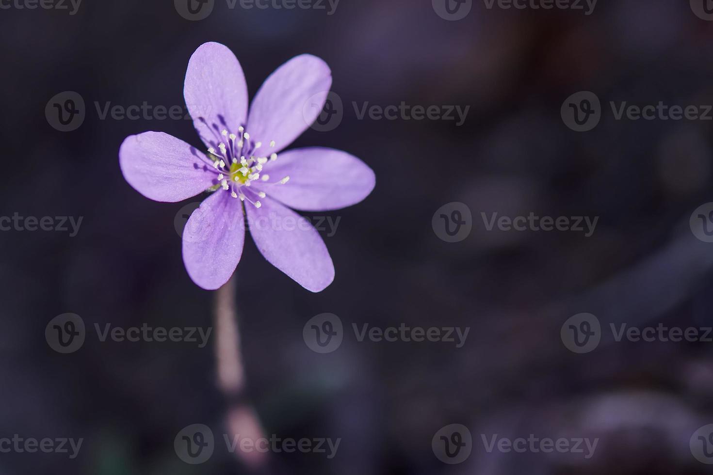 flor morada sobre un fondo oscuro foto