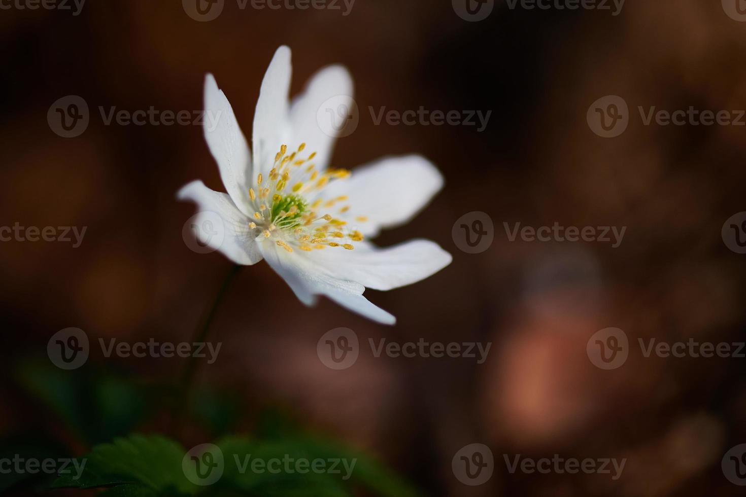 flor blanca en el bosque foto
