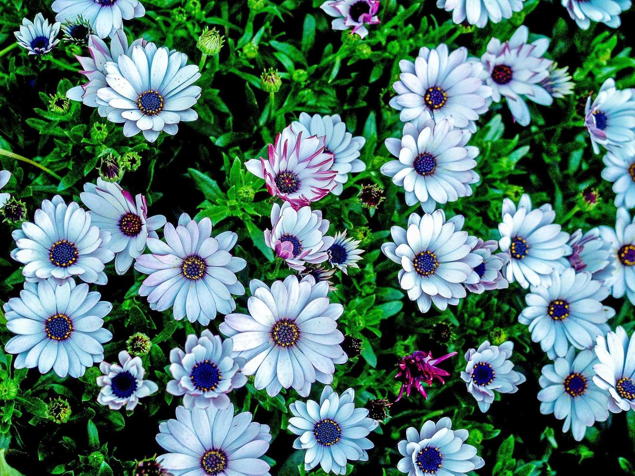 White daisy field photo