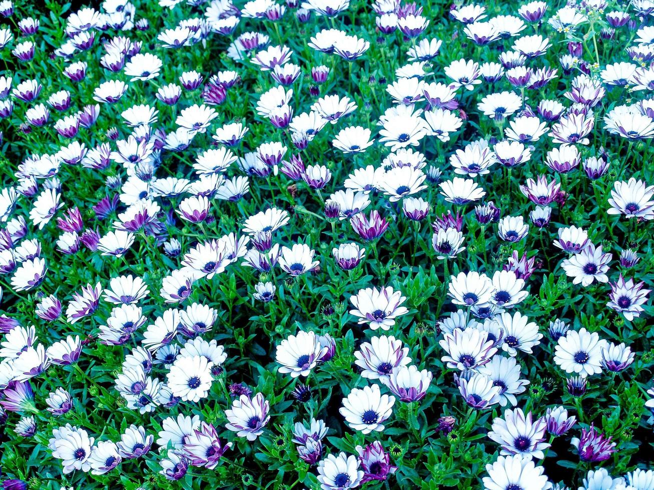 Field of purple and white daisies photo