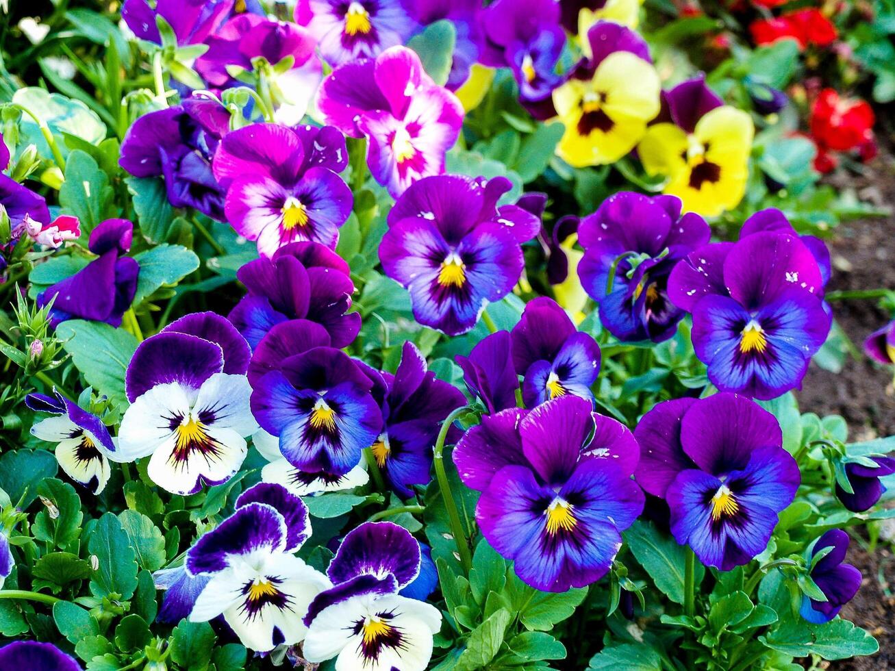 Colorful pansy flowers photo