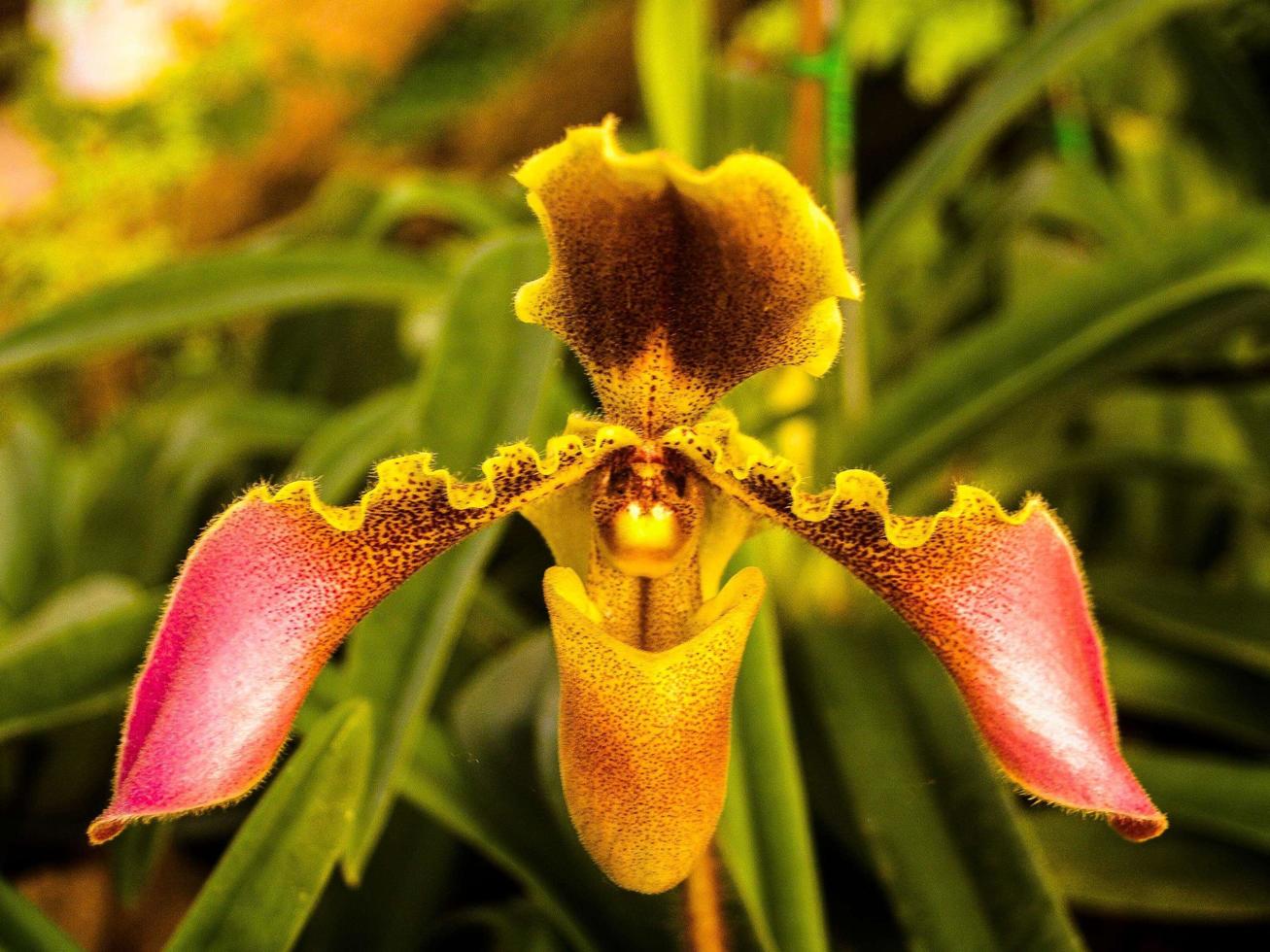 Yellow and red orchid photo