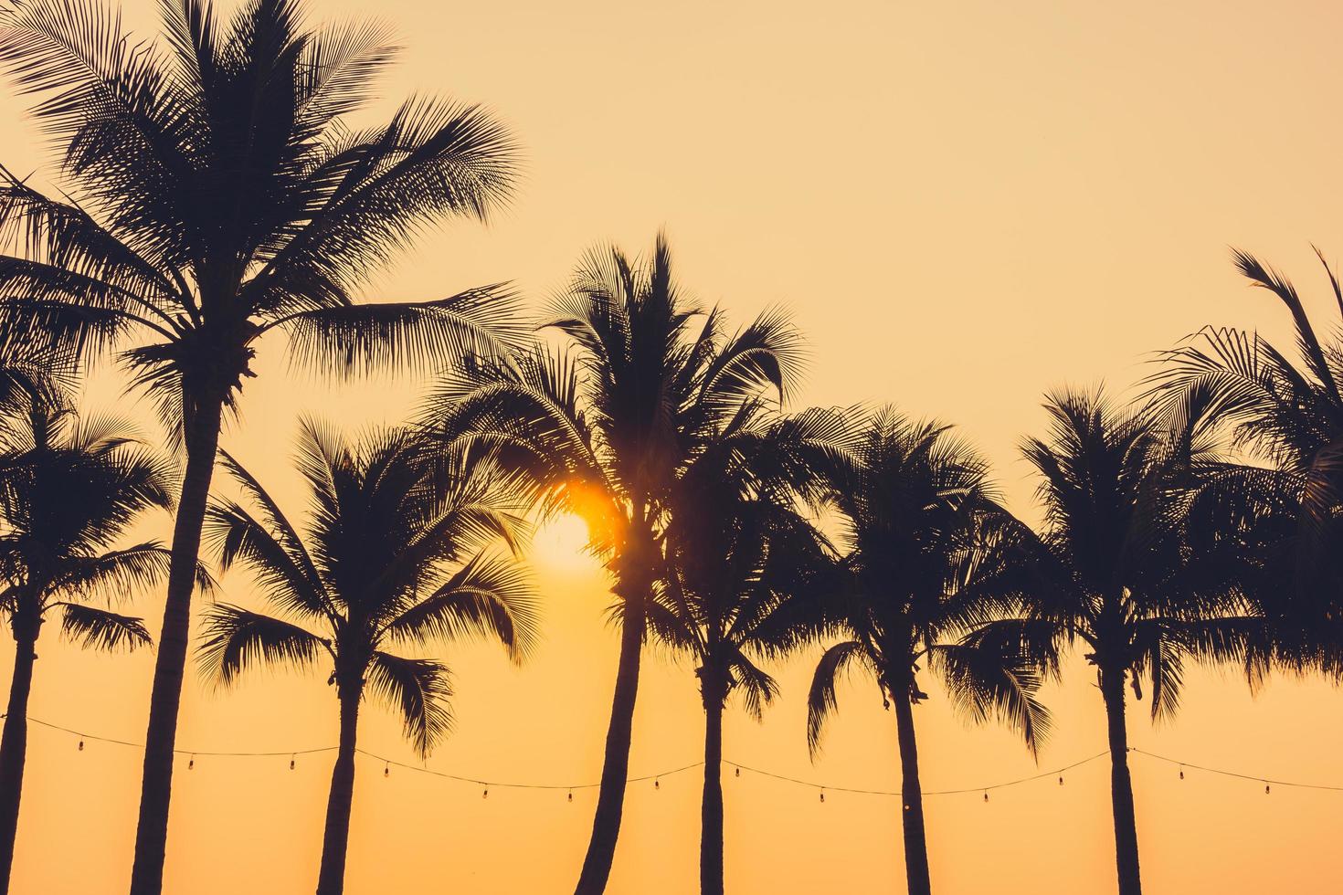 Palm trees at sunset photo