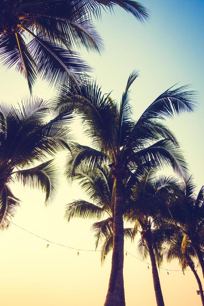 Palm trees at sunset photo