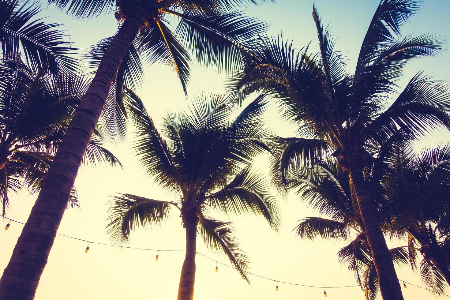 Palm trees at sunset photo